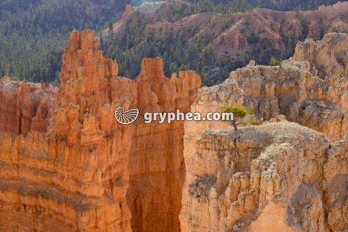 Erosion en pays argileux (Bryce canyon, Utah, USA) - gryphea.org